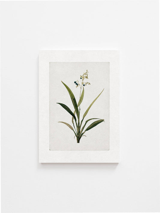 Vintage Botanical Art Print l