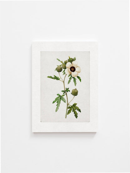 Vintage Botanical Art Print lll: 8x10in