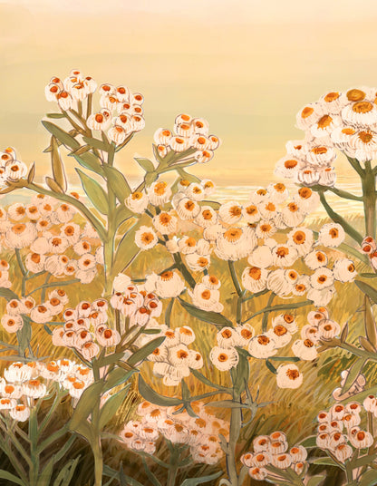 Pearly Everlasting  - Art Print